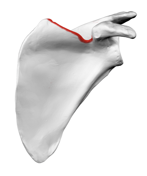 <p>What is the red line?</p>