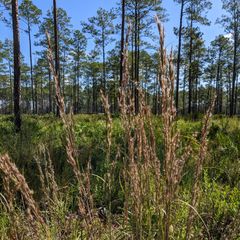 stems of species in the genus are pale–blue, giving rise to the common name
leaves can appear desaturated blue at the base
inflorescence at the summit of the plant is broom–like