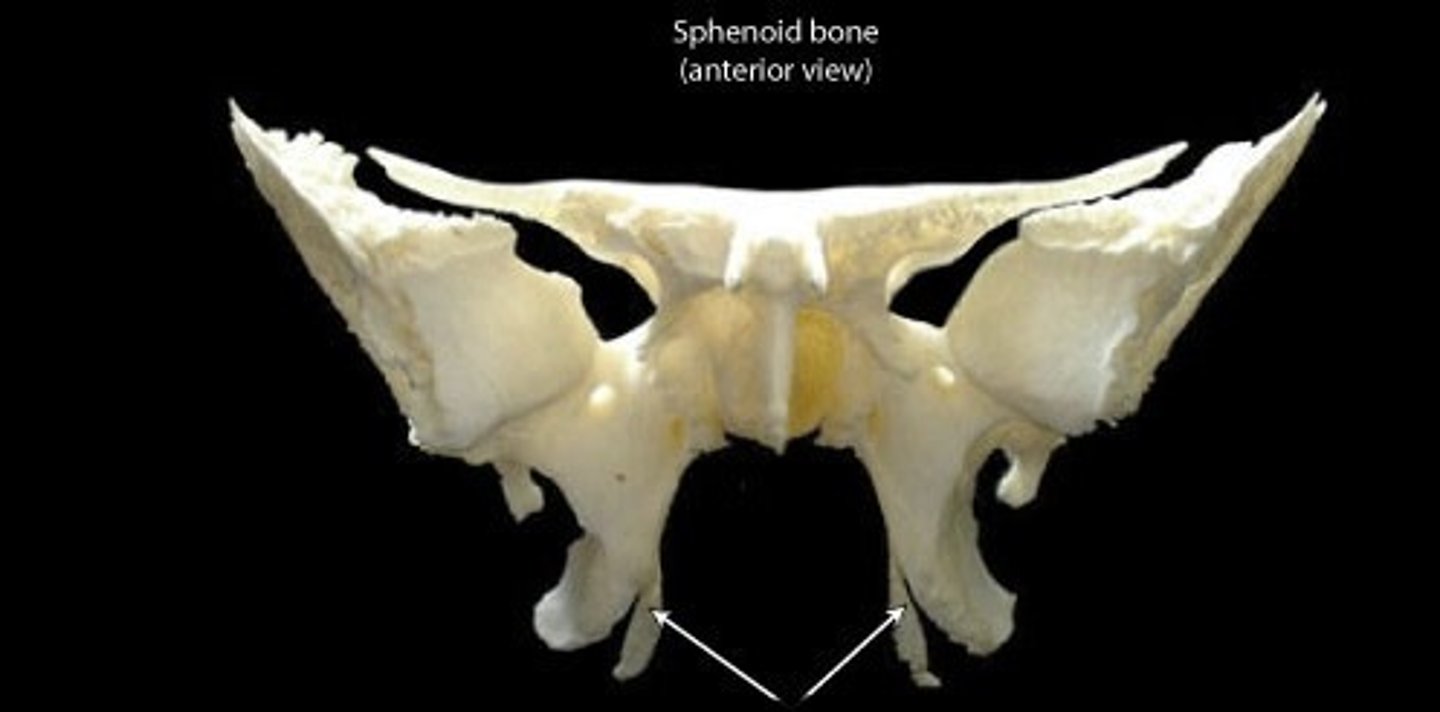 <p>Toward the midline, had hamulus process on it-sometimes called the hamular process</p>