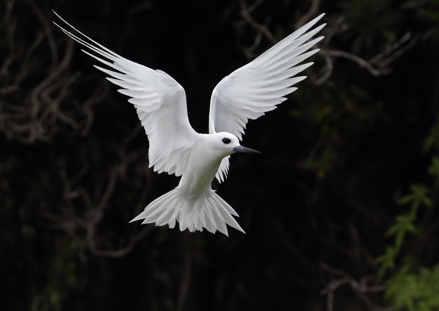 <p>White Tern</p>