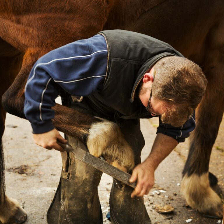 <p>farrier</p>