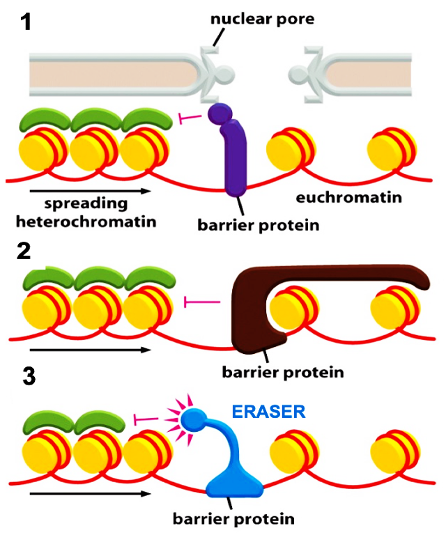 <p>STOPS heterochromatin spreading!</p><p><strong>Tethering</strong> of  barrier protein  onto nuclear pore and stops heterochromatin spreading</p><p><strong>Tight wrapping</strong> of a  barrier protein to the nucleosome on the euchromatin side</p><p><strong>Eraser recruitment</strong>: barrier protein (HDMs) continuously erase H3K9me3 on heterochromatin side and stops its spread. </p><p>These can exist at the same time!!</p>