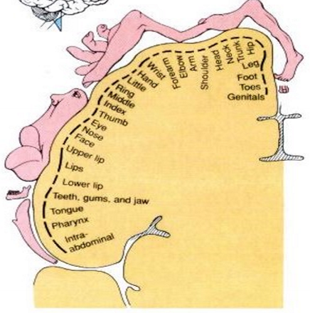 term image