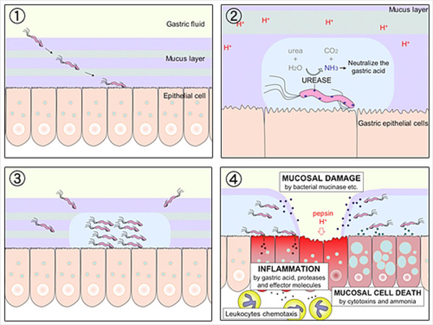 <p>A drug is designed to perfectly inhibit the UreI channel in H. pylori. What is the direct and immediate consequence of this inhibition in an acidic environment?</p>