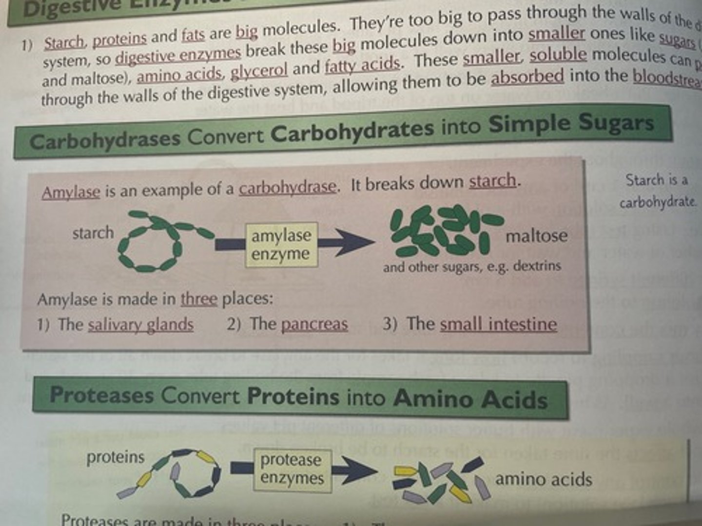<p>Carbohydrates get broken down into simple sugars by carbohydrases. Example in picture</p>