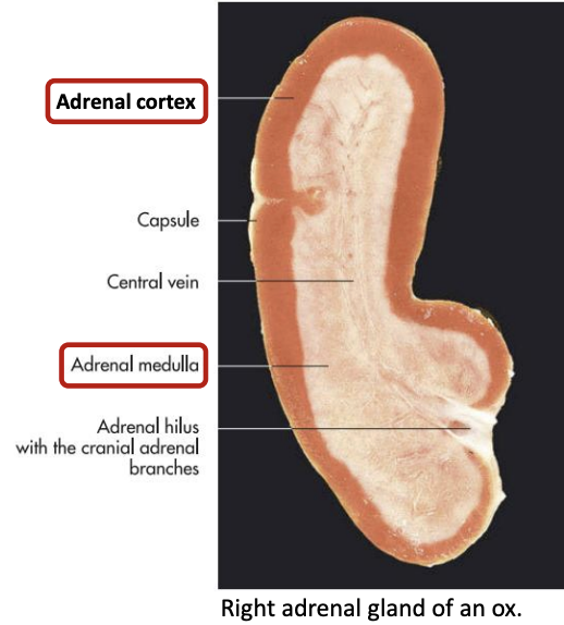 <ul><li><p><span style="color: red;"><strong>Outer cortex</strong></span></p></li><li><p><span style="color: blue;"><strong>Inner medula </strong></span></p></li></ul><p></p>