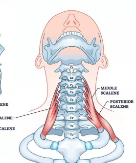 <p>Scalenes</p>