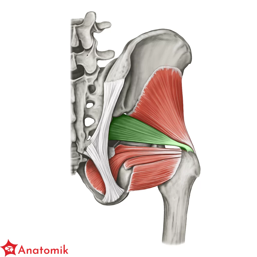 <p>GRUSZKOWATY - PIRIFORMIS 2</p>