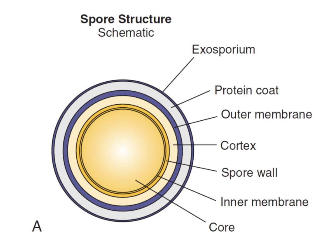<ol><li><p><strong>Found only in Clostridium and Bacillus*, gram-positive bacteria</strong></p></li><li><p>Produced under hostile conditions from vegetative cells</p></li><li><p>Extremely resistant to environmental conditions</p></li><li><p><strong>High concentration of calcium bound to dipicolinic acid → increased DNA stabilisation</strong></p></li><li><p><strong>Outer coat made of keratin-like proteins protects the spore.</strong></p></li></ol>