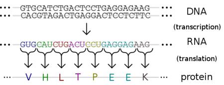 <p><span style="background-color: transparent;"><span>transcription</span></span></p>