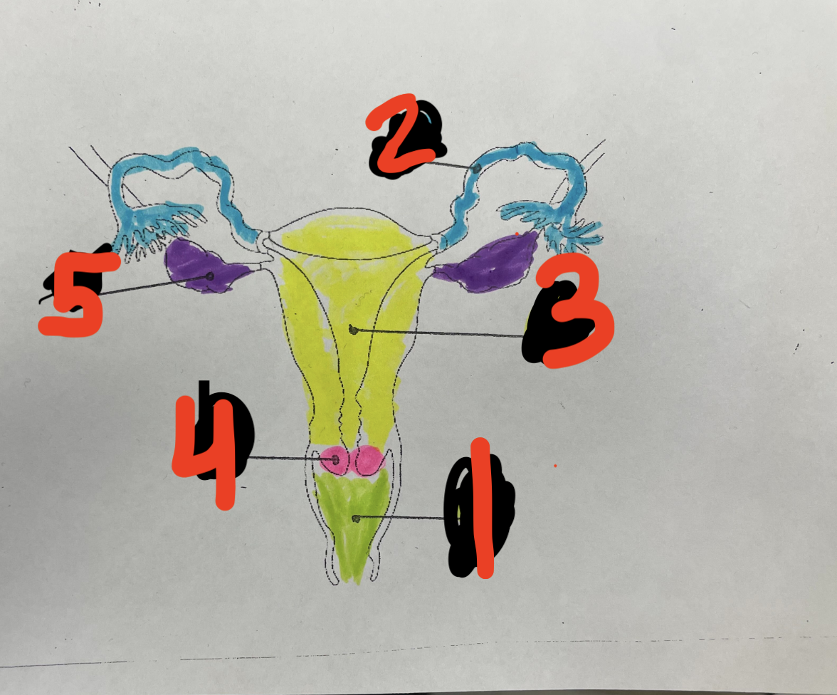 <p>5; ovary</p>