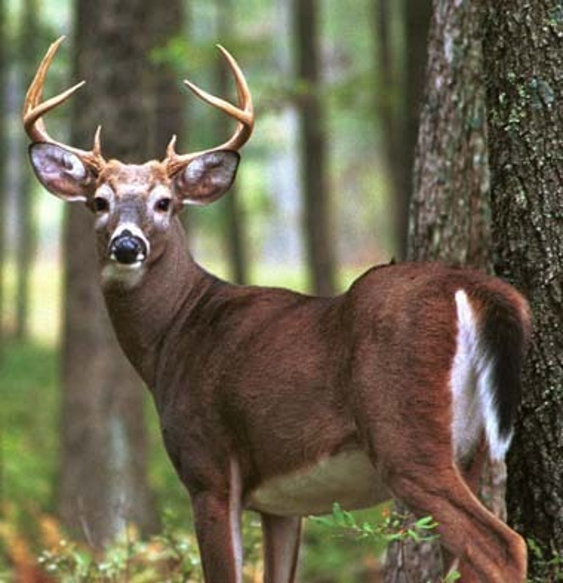<p>Ococoileus virginianus</p>