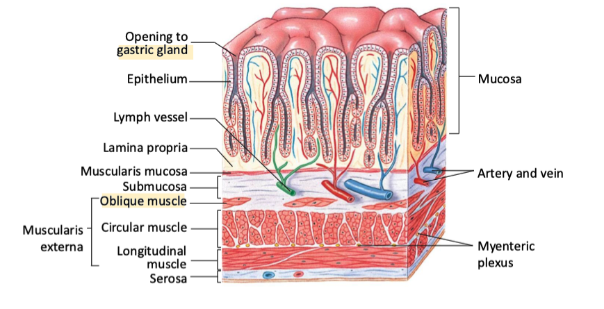 <ol><li><p>stomachs in addition to circular and longitudinal muscle in their smooth muscle layers, they also have <strong>oblique (diagonal) muscles</strong></p></li></ol><ul><li><p>bc the stomach is a bag not a tube → has to contract in more dimentions</p></li></ul><p></p><ol start="2"><li><p>stomachs have <strong>gastric glands</strong> → deep epithelial grooves → for exocrine secretions</p></li></ol><p></p><ol start="3"><li><p><strong>rugae</strong></p><ul><li><p><span>allow stomach to expand / contract as needed w varying amounts of food → inc SA of the stomach → aids in digestion</span></p><ul><li><p>smooth out as the stomach expands</p></li></ul></li></ul></li></ol><p></p>