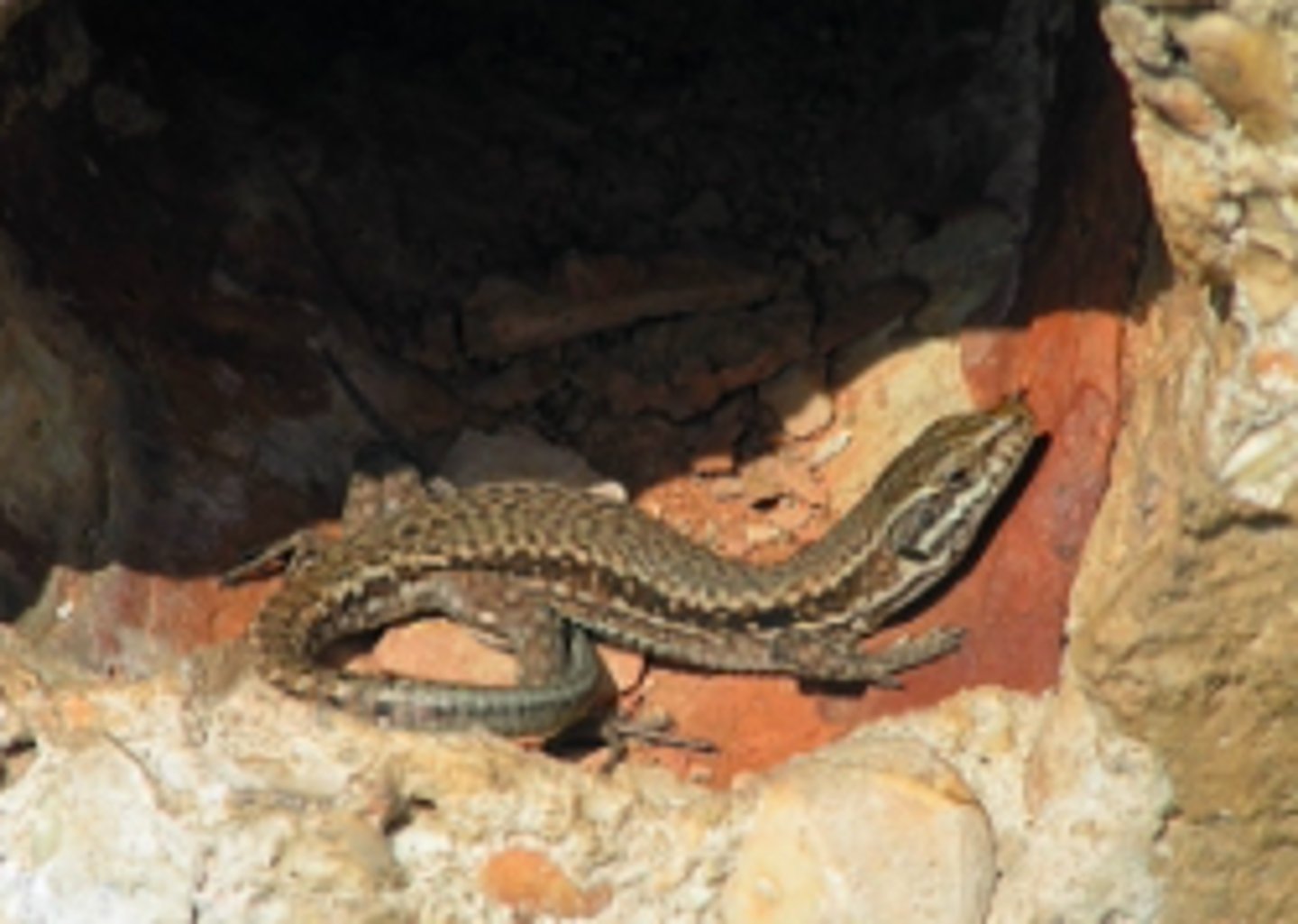 <p>Small-medium size, fast, long tails, small scales, seen during the day</p>
