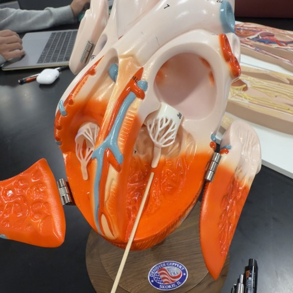 <p>Identify the muscle.</p>