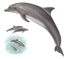 <p>Tursiops truncatus </p>