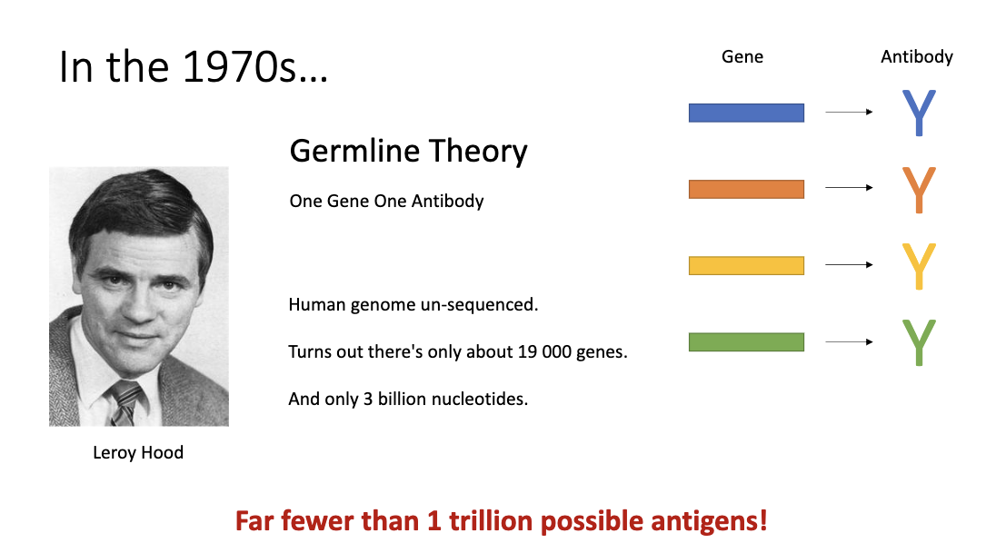 <ul><li><p>Proposal: One gene → one antibody</p></li><li><p>Human genome too small (~19,000 genes, 3 billion nucleotides)</p></li><li><p>Couldn’t explain 10¹² specificities</p></li><li><p>Plot twist: We didn’t know genome could <strong><u>change</u></strong></p></li></ul><p></p>