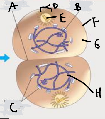 C (which phase is this?)