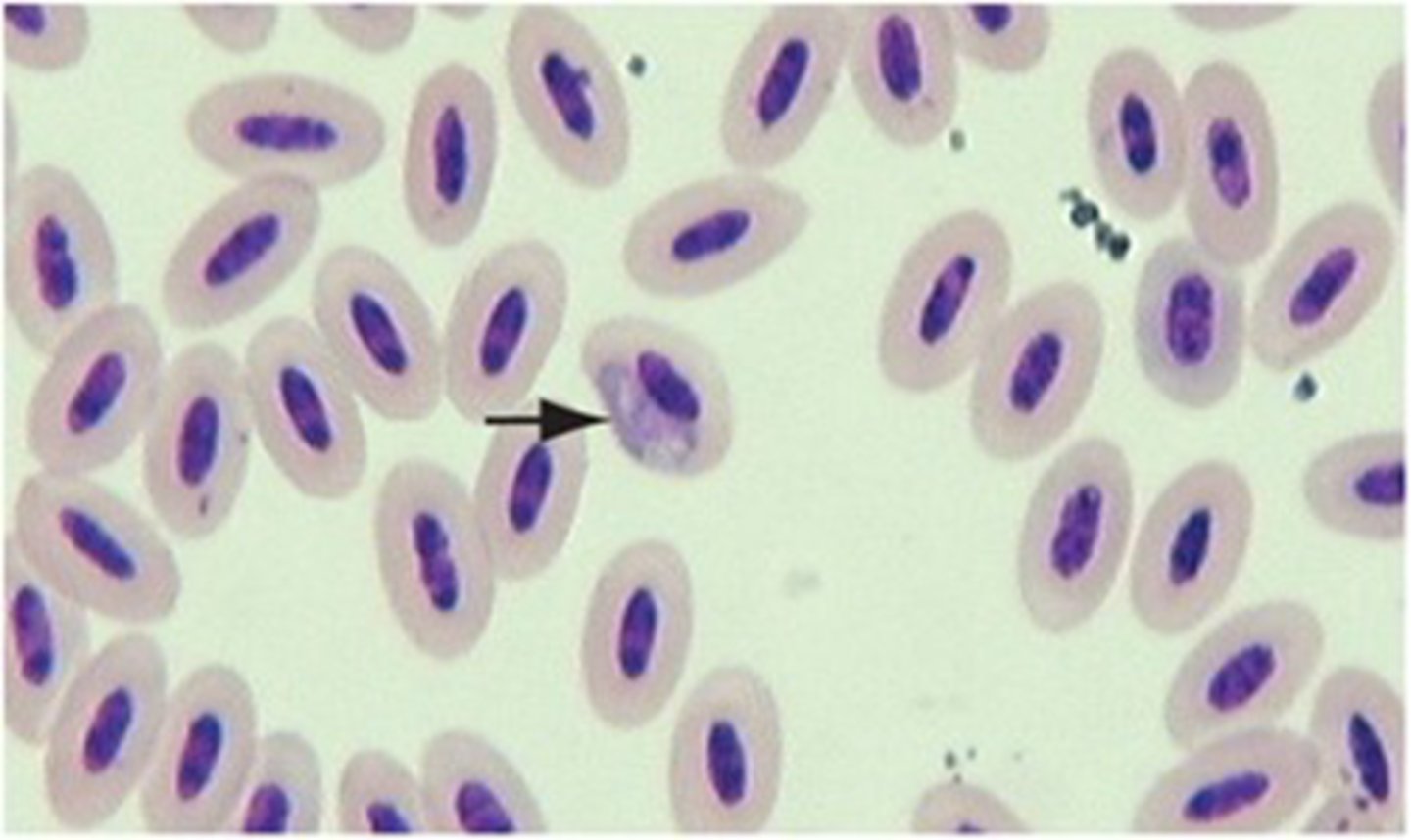 <p>This protozoan trophozoite is found in the crop of pigeons, doves, poultry, and raptors. It can</p><p>only be passed by direct contact with an infected bird or infected water. This protozoan does not</p><p>produce oocysts.</p>