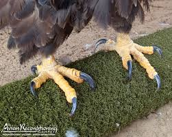<p>What is this foot type? </p>