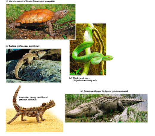 <p>Class Reptilia</p>