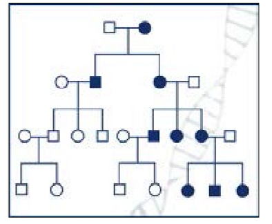 <p>maternal inheritance </p><ul><li><p>egg contributes the majority of cytoplasm to the zygote; mitochondria are contained in the cytopalsm </p></li><li><p>a mutation in mtDNA is only transmitted from the motherl it is passed on to all offspring </p></li></ul><p></p>