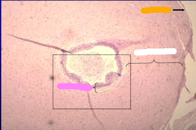 <p>Identify the structure:</p><p>Specie:</p><p>Orange:</p><p>White:</p><p>Pink:</p>