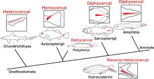 <p>Sarcopterygii (lobe finned fishes)</p><ul><li><p>contains coelacanths have <strong>trilobed diphycercal caudal fin</strong></p></li><li><p>Lungfish have <strong>diphycercal caudal fin</strong></p></li></ul><p></p>
