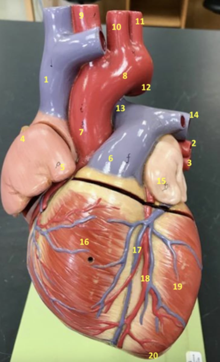 <p>What is 5?</p>
