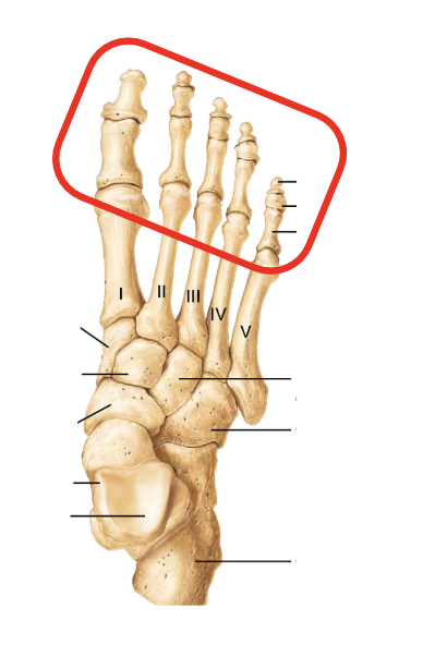 <p>Name this part of the appendicular skeleton’s foot</p>
