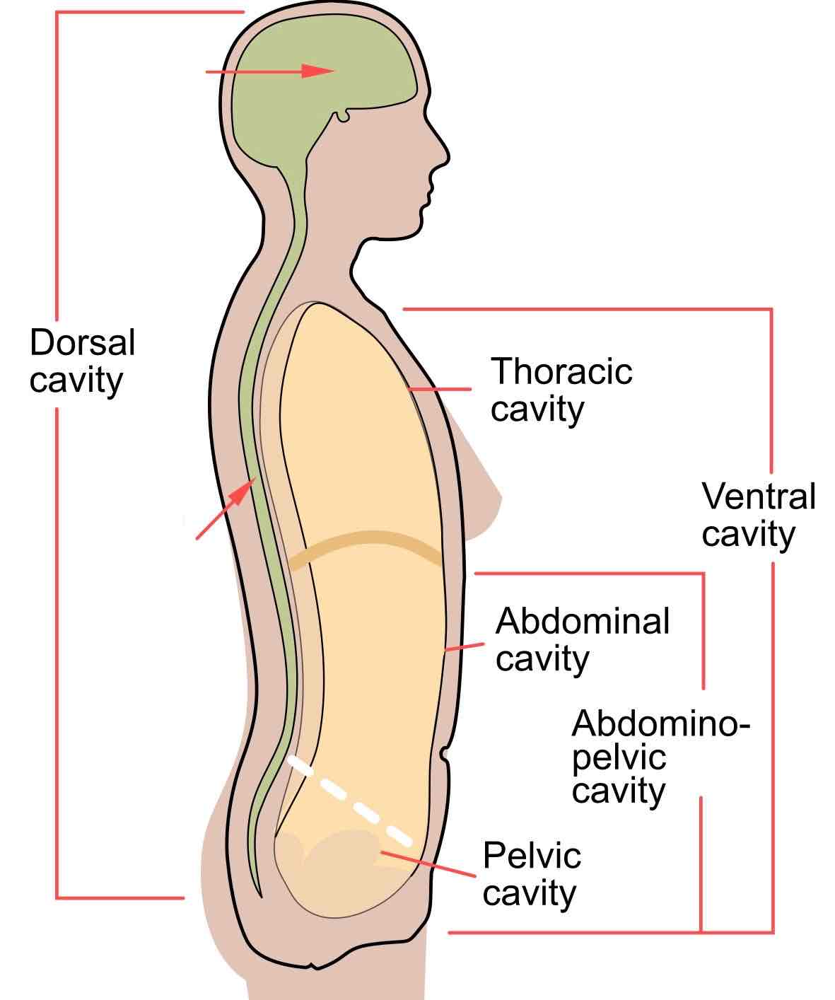 <p>Dorsal Cavity</p>