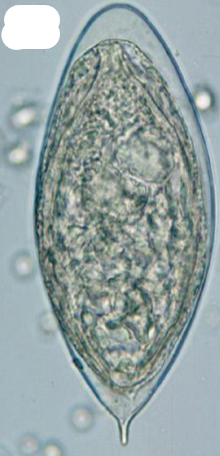 <p>Which species</p>