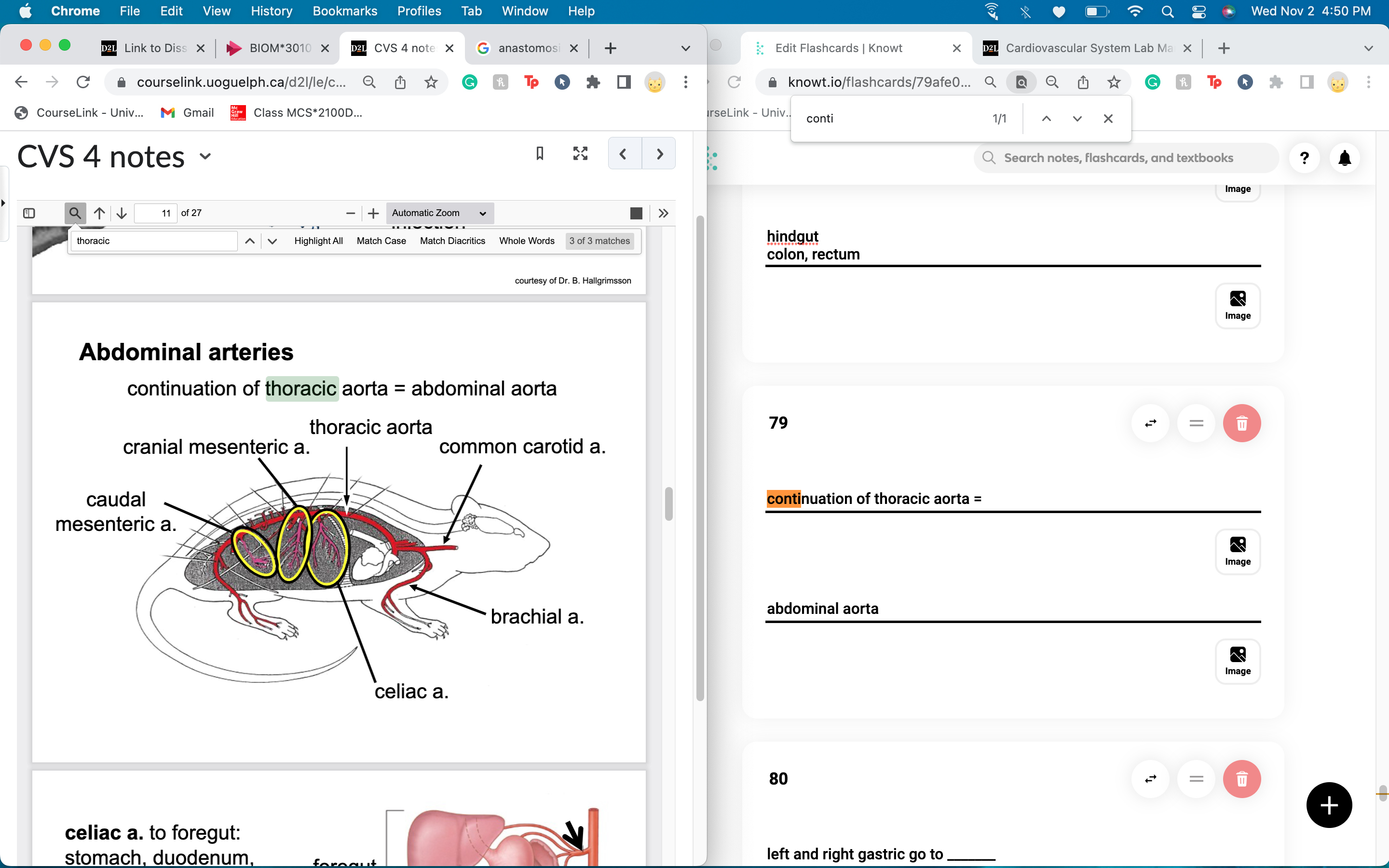 continuation of thoracic aorta = 