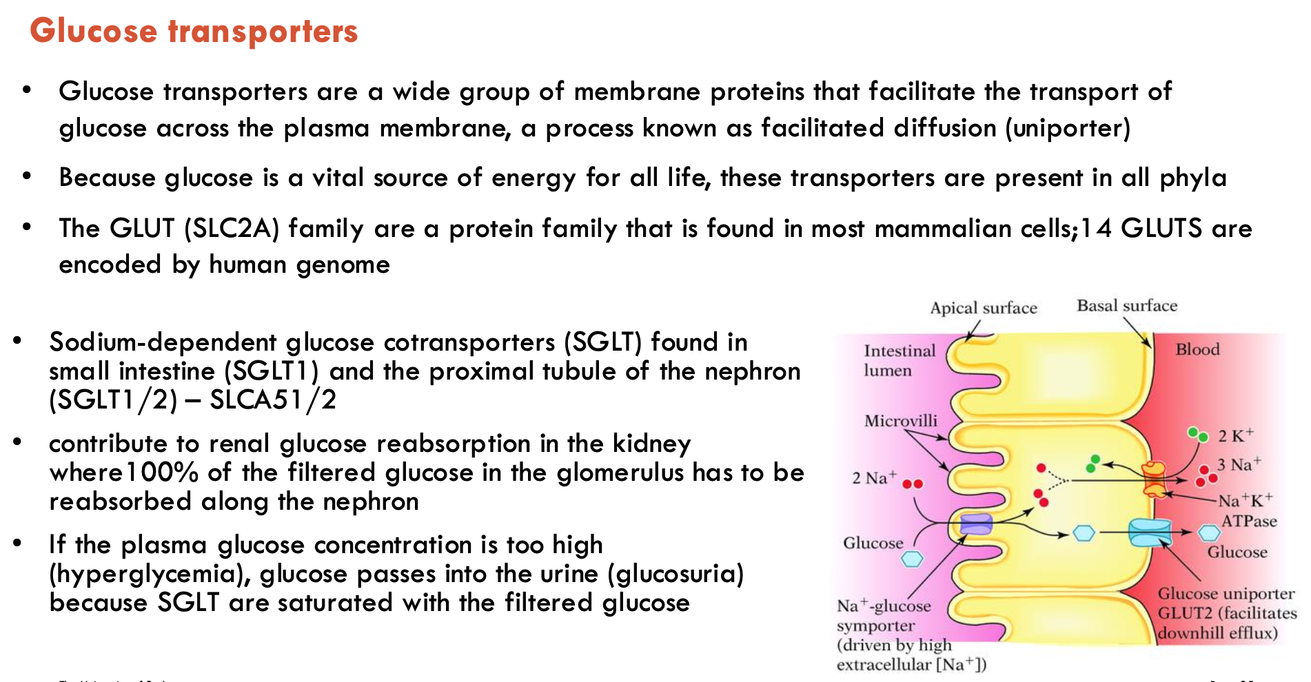 <p>Glucose transporters are a wide group of membrane proteins that facilitate the transport of glucose across the plasma membrane</p><ul><li><p>through facilitated diffusion (uniporter) OR sodium-dependence</p></li><li><p>GLUT (SLC2A) family is a protein family found in most mammal cells</p><ul><li><p>14 GLUTs are encoded by human genome</p></li></ul></li><li><p>Sodium-dependent glucose cotransporters (SGLT) are found in small intestine (SGLT1) and proximal tubule of nephron (SGLT1/2)</p><ul><li><p>contributes to renal glucose reabsorption in kidney</p></li><li><p>if plasma glucose is too hh, glucose passes into urine because SGLTs are saturated with filtered glucose</p></li></ul></li></ul><p></p>