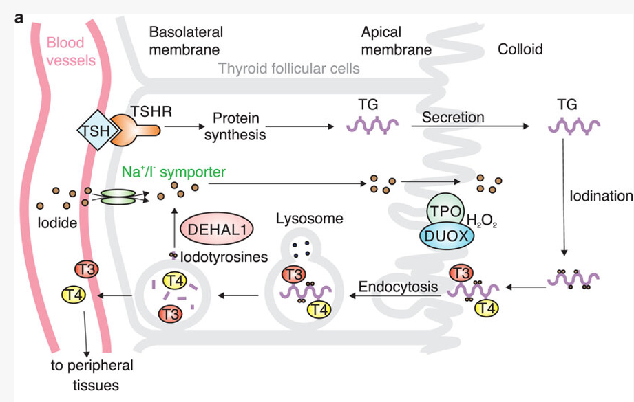 <p>Thyroglobulin (TG) is precursor of T3 and T4 </p><p>TSH binds to receptor leading to TG production </p><p>Iodine translocated to basolateral membrane to iodises TG which promotes endocytosis then degradation into T3 T4 </p><p></p><p>process </p><p>TSH leaves blood vessels and binds to TSHR in basolateral membrane —&gt; protein synthesis —&gt; TG —&gt; secretion across the apical membrane —&gt; iodination —&gt; internalised via endocytosis (splits into T3 and T4) —&gt; Iodotyrosines —&gt; DEHAL 1 —&gt; in endosome fuse with lysosome</p>