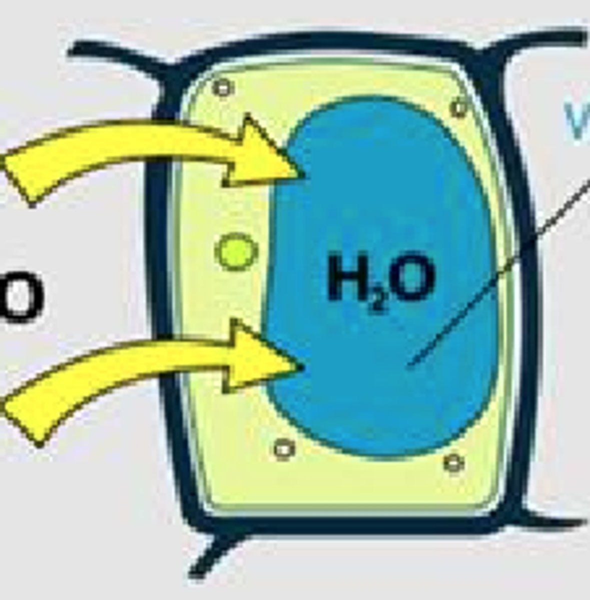 <p>Turgic, Hypotonic</p>