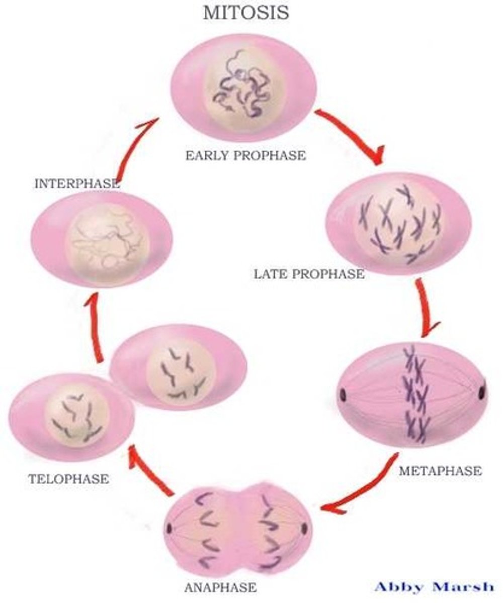 <p>cell division in eukaryotes that produces two daughter cells, each with the same chromosome number as the parent cell. [produces body cells; makes identical cells]</p>
