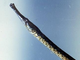 <p>tubular</p>