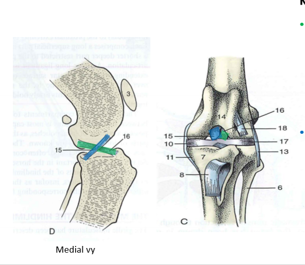 <p>Articulatio femorotibialis, blå, korsband<br>Mellan vad, om sönder?</p>
