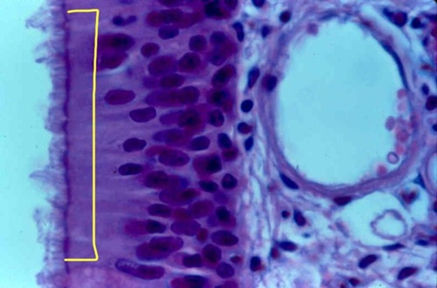 <p>define histology</p>