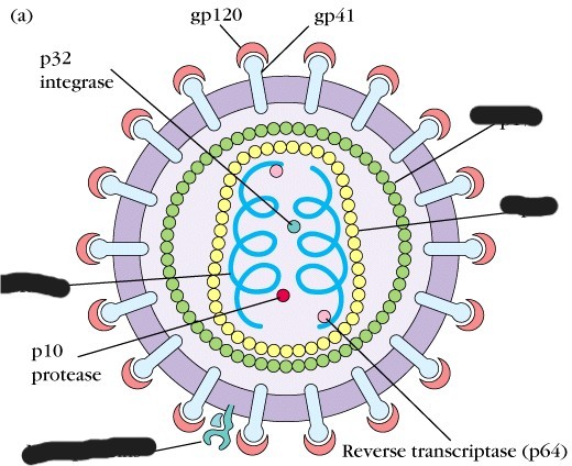 <ul><li><p><strong>envelope</strong></p><ul><li><p>double membrane</p></li><li><p>contains knob-like glycoproteins (gp120) with another glycoprotein on top (gp41)</p></li></ul></li><li><p><strong>core</strong></p><ul><li><p>surrounded by structural proteins</p></li><li><p>contains single stranded RNA</p></li><li><p>also contains protease (p10), integrase (p32), and reverse transcriptase</p></li></ul></li></ul><p></p>