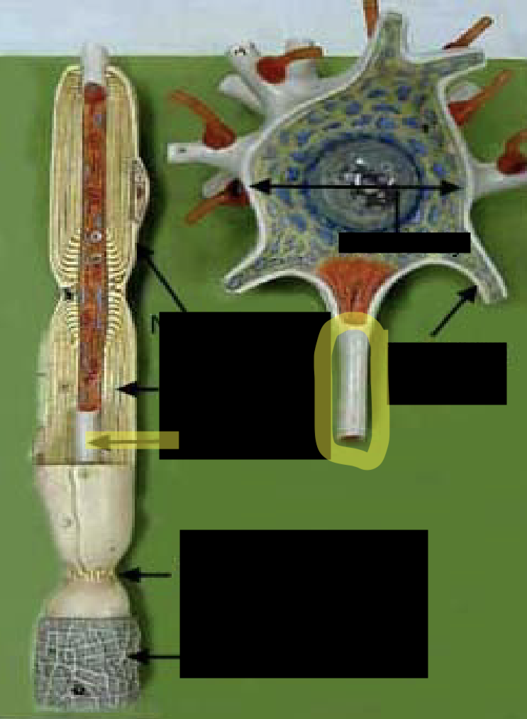 <p>What part of the neuron is this?</p>