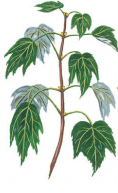 <p>when two leaves grow from each node</p>