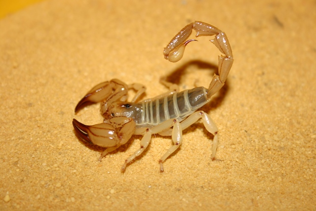 <p><span>Some species have potent venom causing systemic symptoms, and in rare cases, death.</span></p>