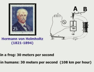 **Johannes Müller** thought that the speed of nerve transmission is infinite 

\
**Hermann von Helmholtz** actually measured it in __frogs__ → 30 meters/second => was measured directly with the nerve stimulation and then the reaction closing off the electrical circuit (w/the dead frog’s nerve) 

\
             and later in __humans__ → 30 meters/second (he electrically stimulated people’s arms at different places and had them press a button when the felt it, but the measurements were much more varied than those w/frogs) => got to the 30 m/s by stimulating a direct finger response

\
__mental speed__ → **Donders** figured that the processing of stimuli takes time and measured it w/ the subtraction method (mental speed \~ the speed of the process in our mind after a stimulus before an output)
