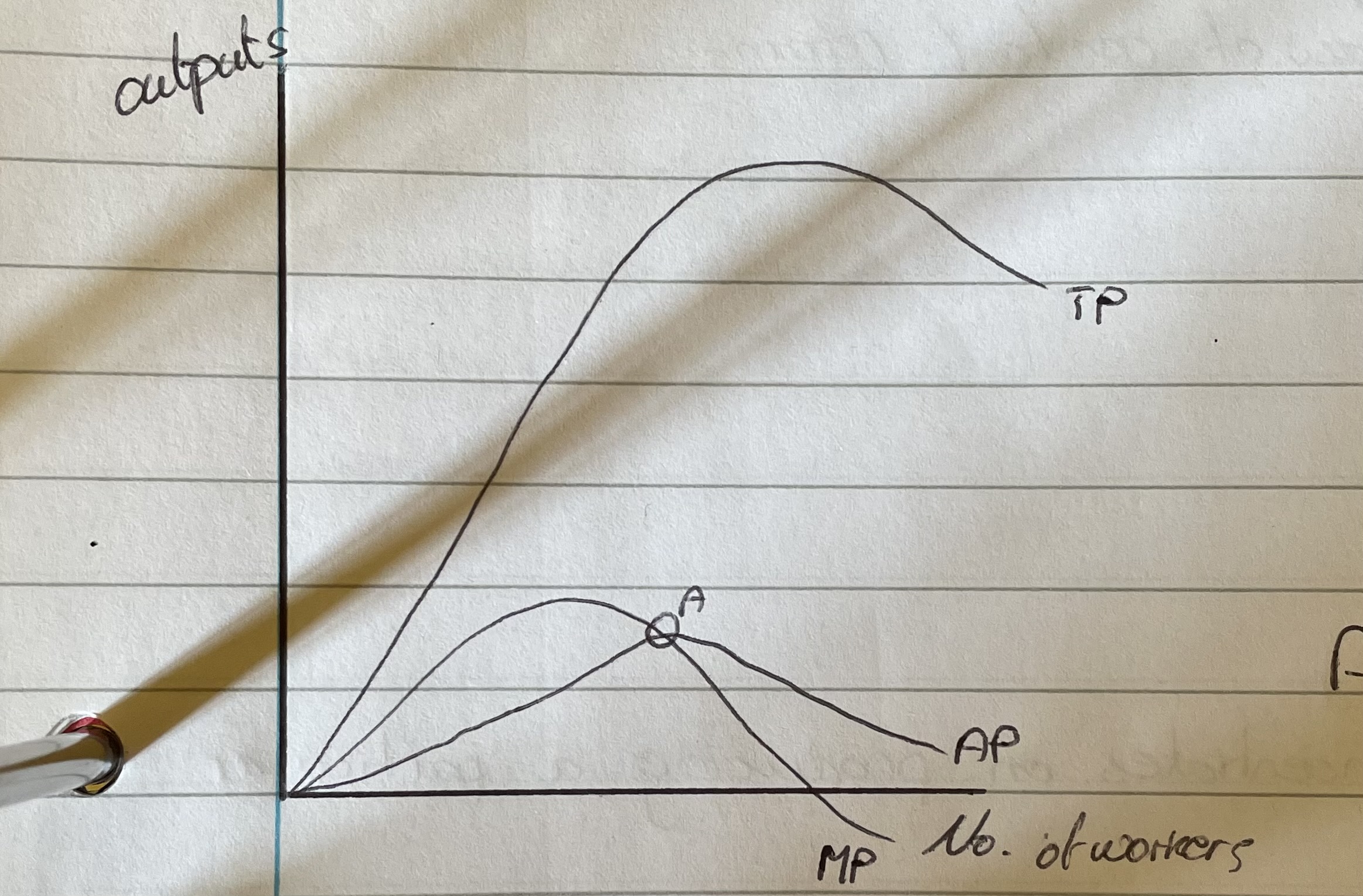 <p>What happens to TP in this curve?</p>