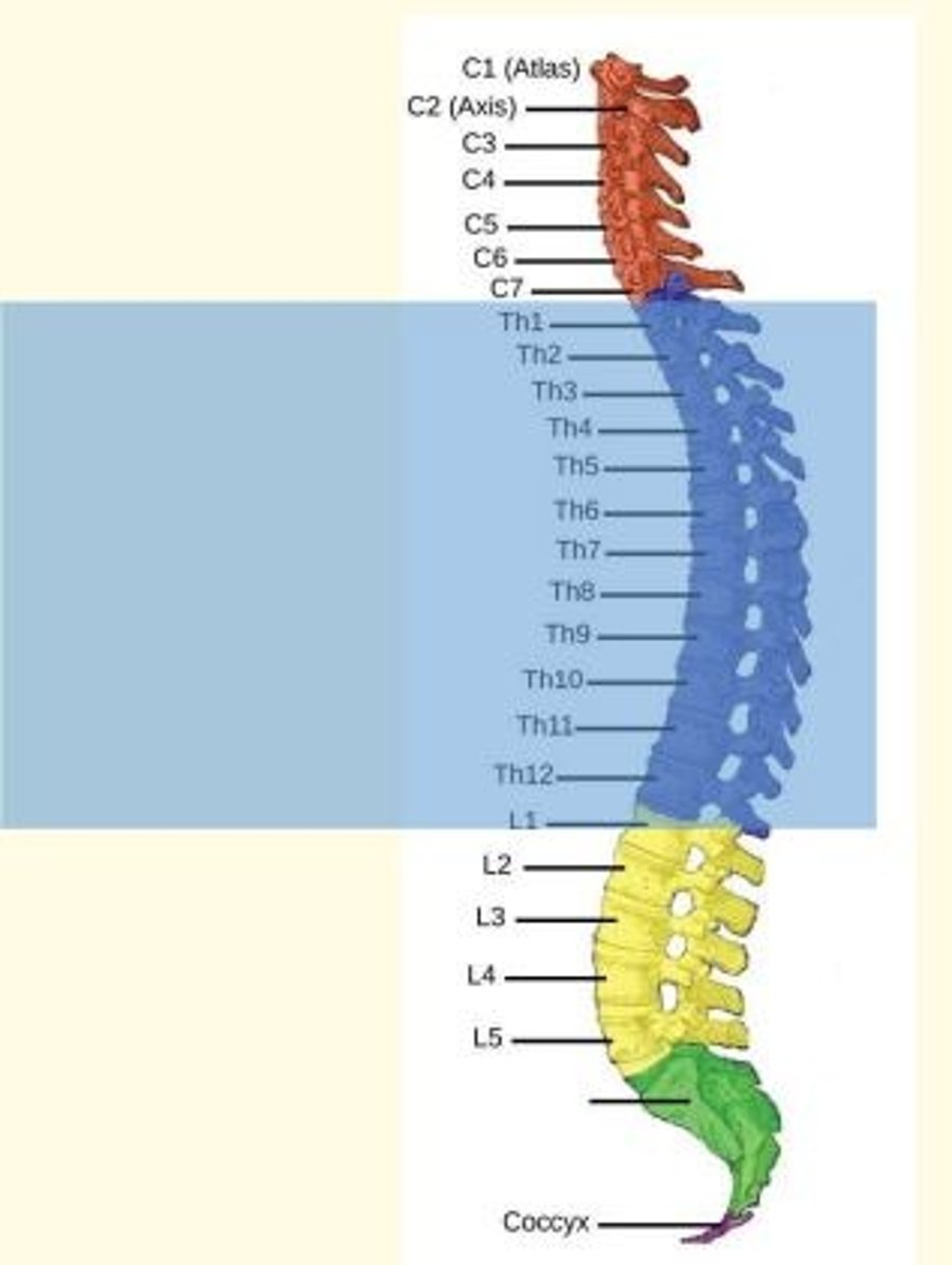 <p>Thoracolumbar division of ANS</p>