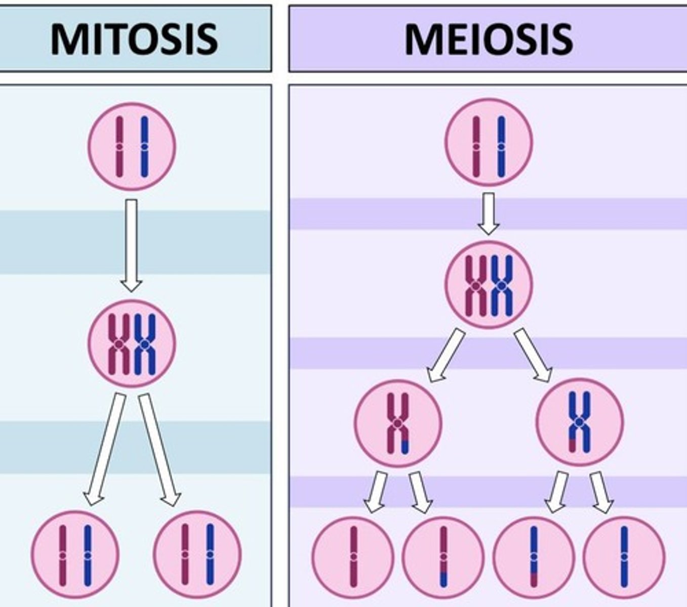 <p>Mitosis produces 2 daughter cells (body cells), while meiosis produces 4 daughter cells (sex cells).</p>
