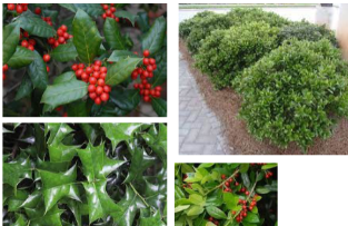 <p>-spiky leaves, not as many points -red berries tight against branch -rectangular leaves</p>