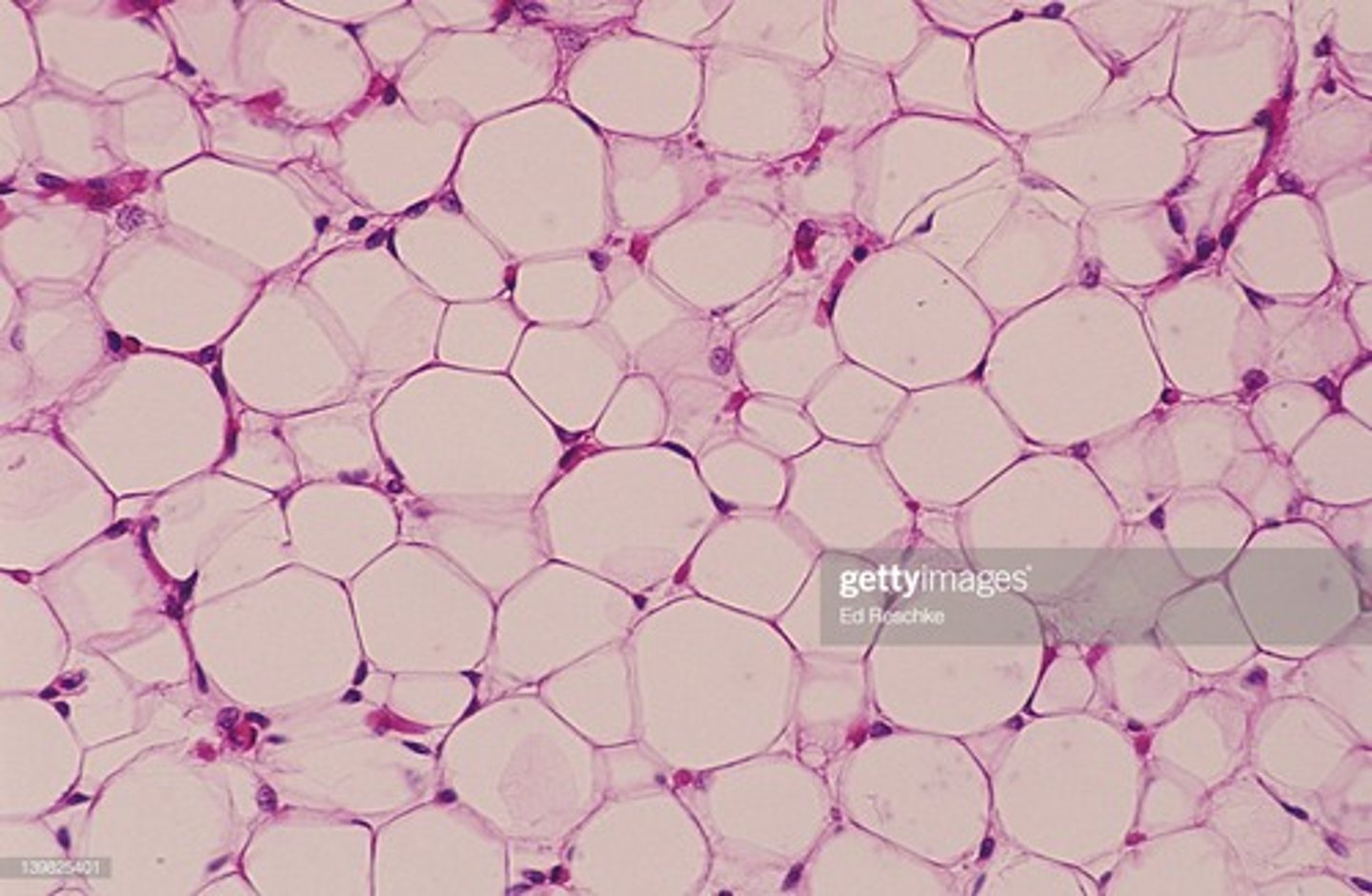 <p>acts as a storage depot for fat</p>